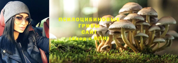 стаф Магас